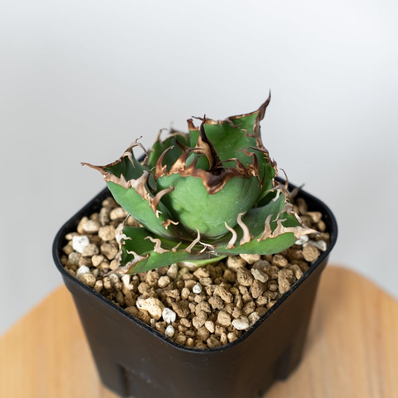 アガベ チタノタ シーザー 美株 OC株 Agave titanota Caesar 多肉植物