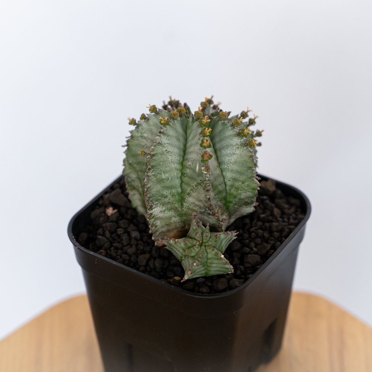ユーフォルビア ホリダ 仔株付き Euphorbia horrida 多肉植物 珍奇植物