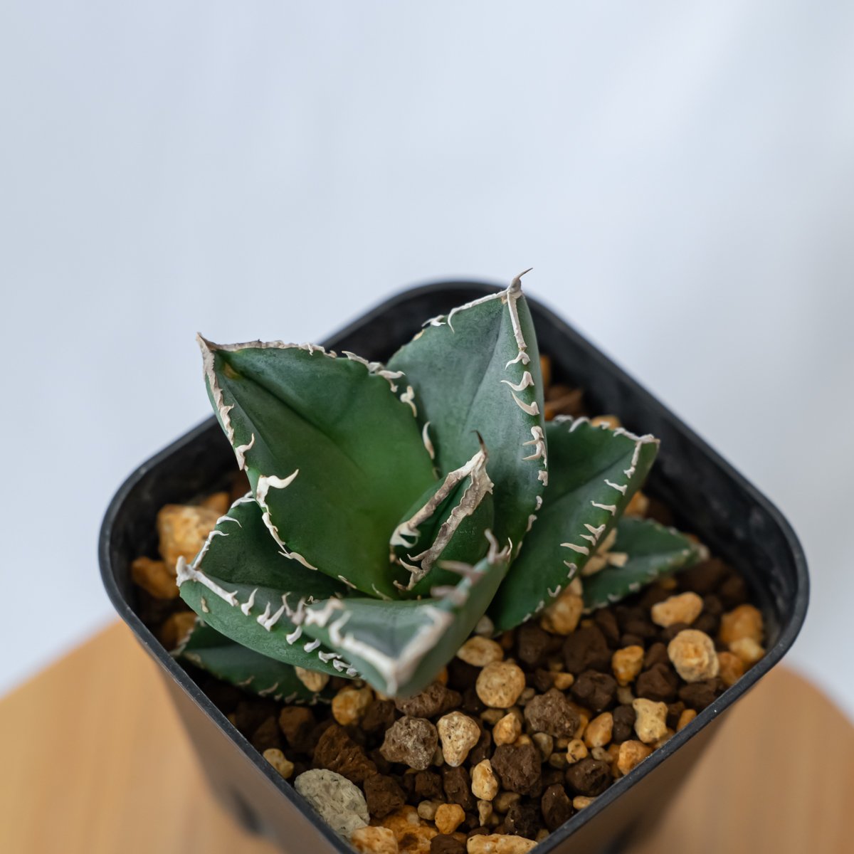 【アガベ】魔丸 発根 活着済み アガベ チタノタ 魔丸 活着済み！【陽炎・ボール型・短葉