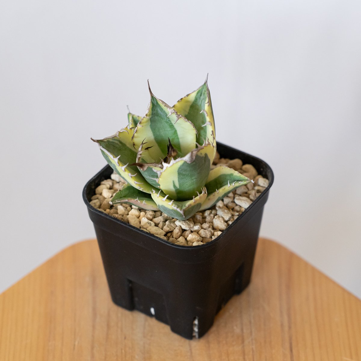 アガベ チタノタ スナグルトゥース OC株【発根管理中】Agave