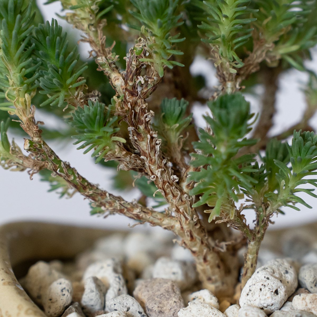 Euphorbia multiceps ユーフォルビア▪︎ムルチセプス ユーフォルビア ムルチセプス 鉢セット 多頭キリン Euphorbia