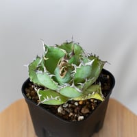 アガベ　チタノタ　大白鯊‼️おすすめ‼️8250-200 アガベ チタノタ 大白鯊‼️おすすめ‼️8250-200 アガベ チタノタ