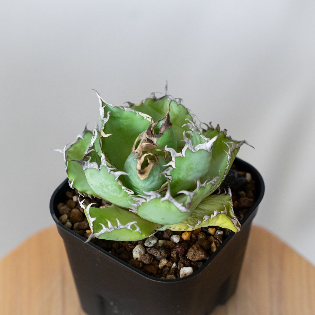 アガベ　チタノタ　フィリグリー　大株　コレクション株 アガベ チタノタ フィリグリー OC株 agave titanota filigree 多肉植