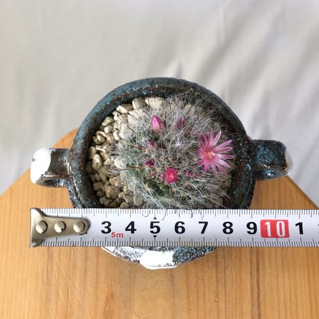 マミラリア グラッシー 鉢セット Mammillaria glassii サボテン 多肉植物 珍奇植物 静岡 ANTIDOTE 通販 S1405