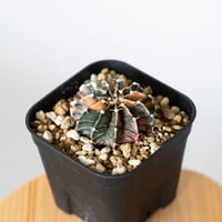 ギムノカリキウム ミハノビッチ 実生 緋牡丹錦 ヒボタンニシキ Gymnocalycium mihanovichii サボテン 多肉植物 珍奇植物 静岡 ANTIDOTE 通販 S1372