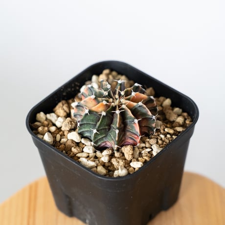 ギムノカリキウム ミハノビッチ 実生 緋牡丹錦 ヒボタンニシキ Gymnocalycium mihanovichii サボテン 多肉植物 珍奇植物 静岡 ANTIDOTE 通販 S1372