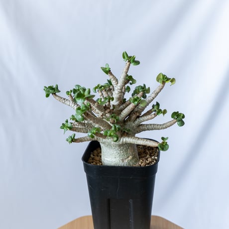 STORES 塊根植物の検索結果