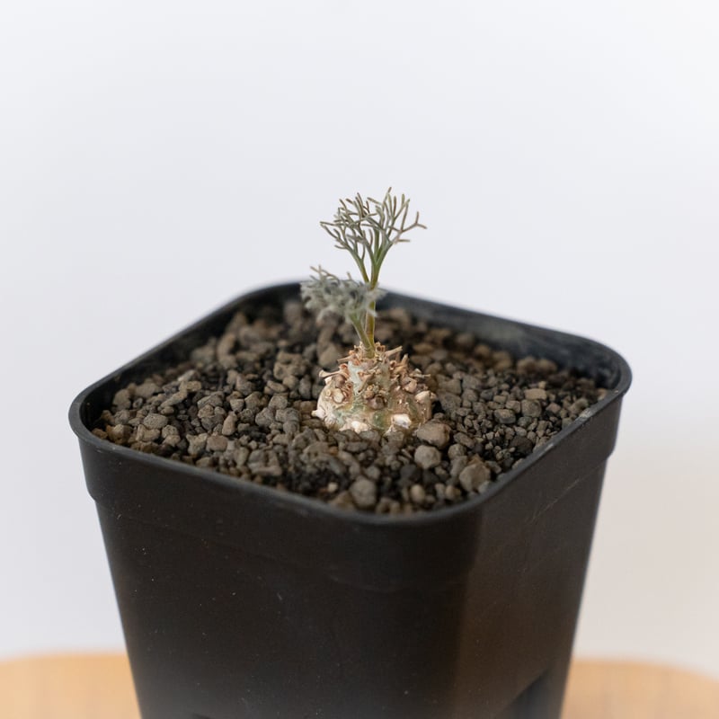 モンソニア ペニクリナム 実生 Monsonia peniculinum サルコカウロン