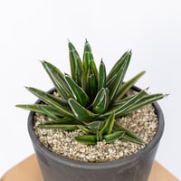 アガベ 笹の雪錦 OC株 Agave victoriae-reginae variegata 多肉植物 珍奇植物 ANTIDOTE 静岡 通販 S1164