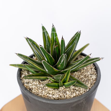 笹の雪錦 | STORES