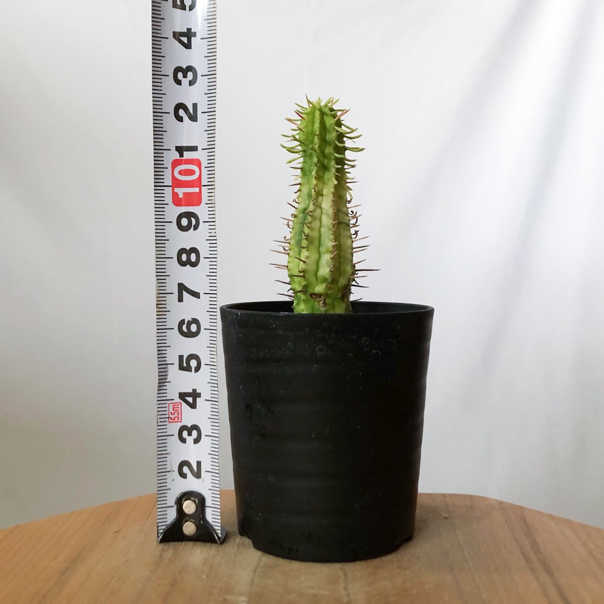 ユーフォルビア 紅彩閣錦 エノプラ 斑入り 実生 Euphorbia enopla 塊根