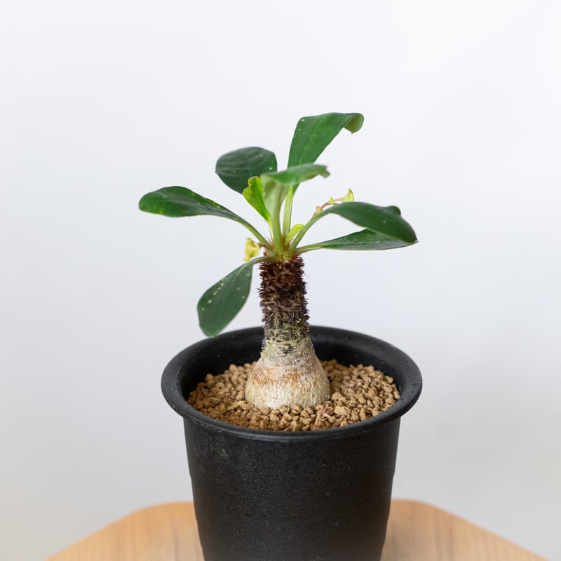 ユーフォルビア ラメナ 実生 Euphorbia ramena 多肉植物 珍奇植物 静岡