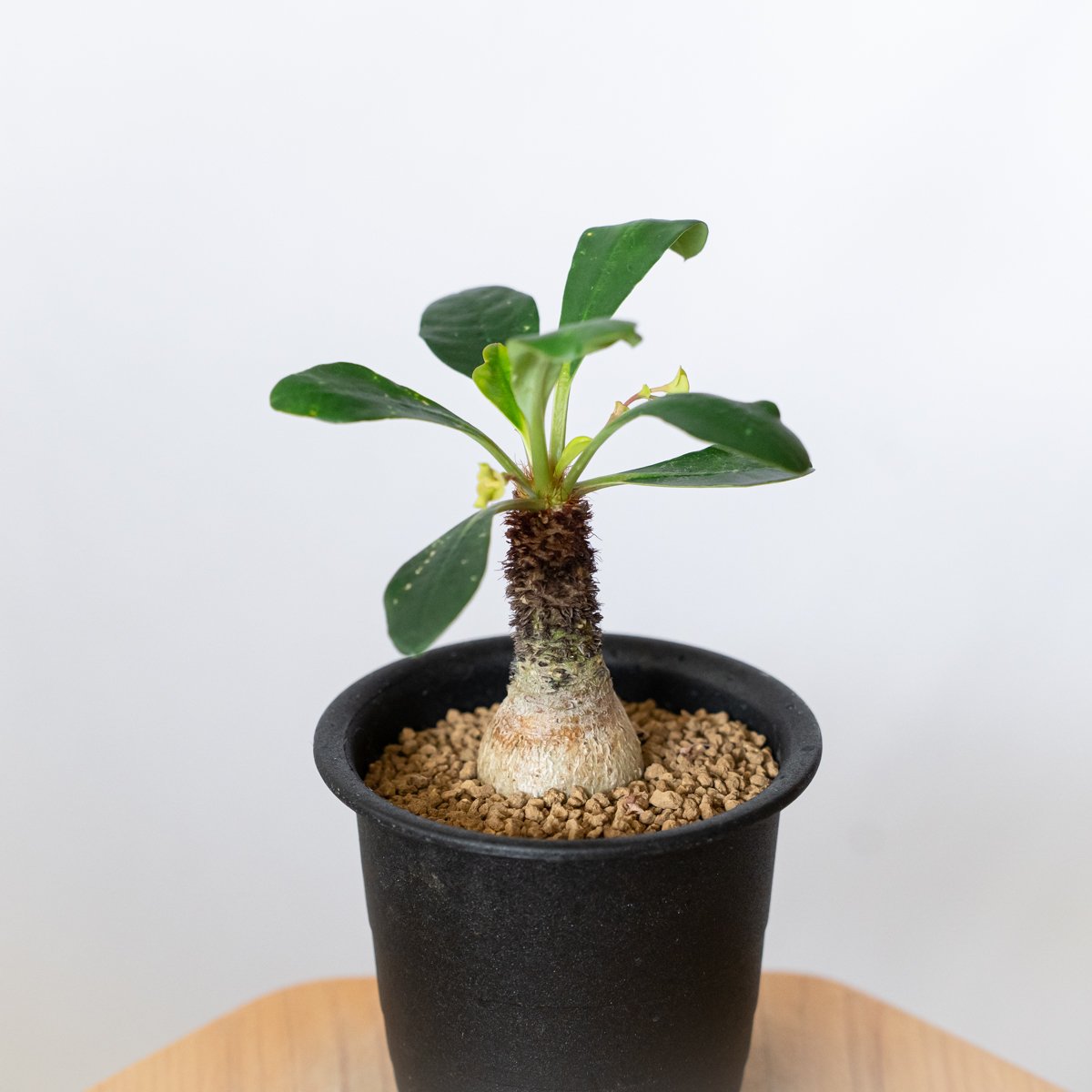 ユーフォルビア ラメナ 実生 Euphorbia ramena 多肉植物 珍奇植物 静岡