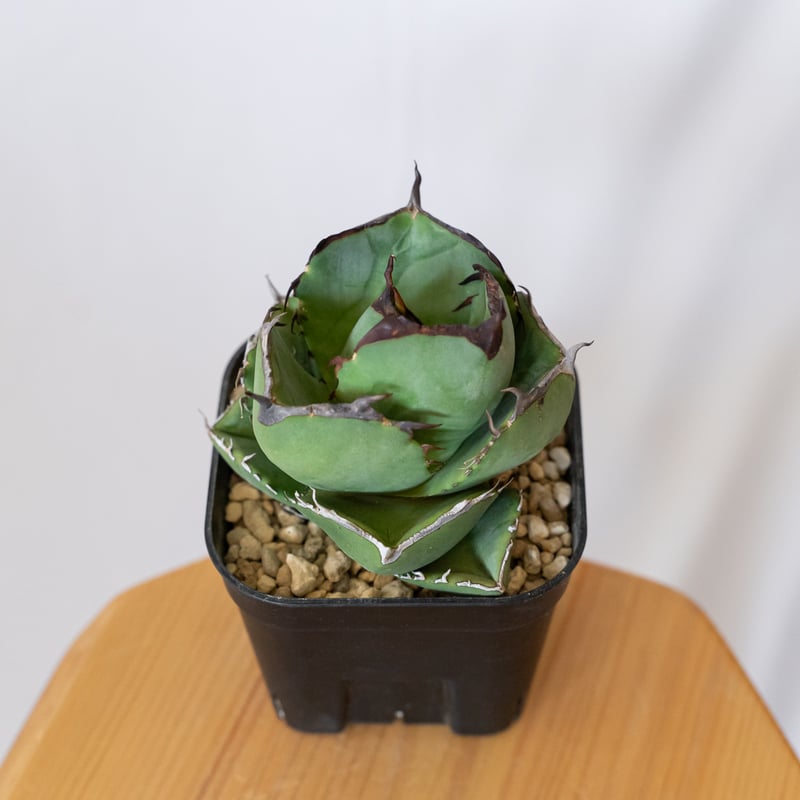 アガベ チタノタ 純血ジャガーノート 美株 OC株 Agave titanota Jugger