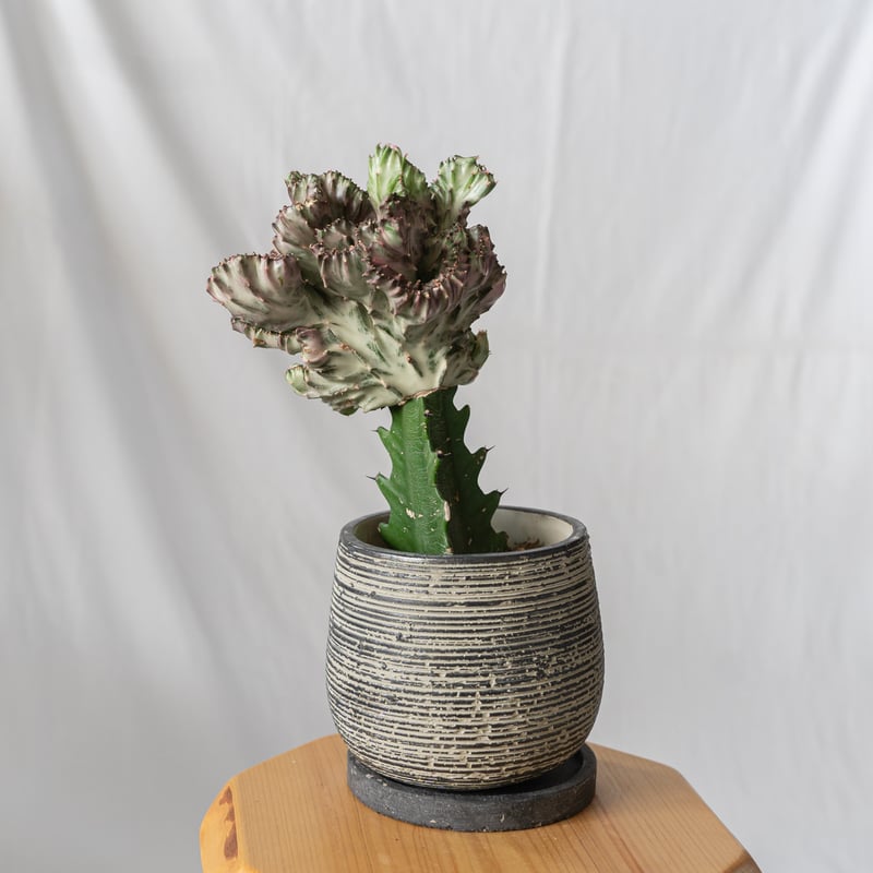ユーフォルビア マハラジャ Euphorbia lactea 鉢セット 塊根植物 多肉