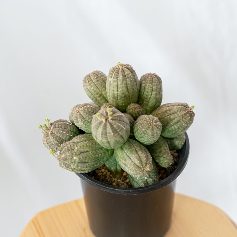 ユーフォルビア オベサ 群生株 実生 Euphorbia obesa 多肉植物 珍奇