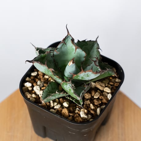 アガベ チタノタ ブラックアンドブルー BB  OC株【発根管理中】Agave titanota Black & Blue 多肉植物 珍奇植物 静岡 ANTIDOTE 通販 S1310