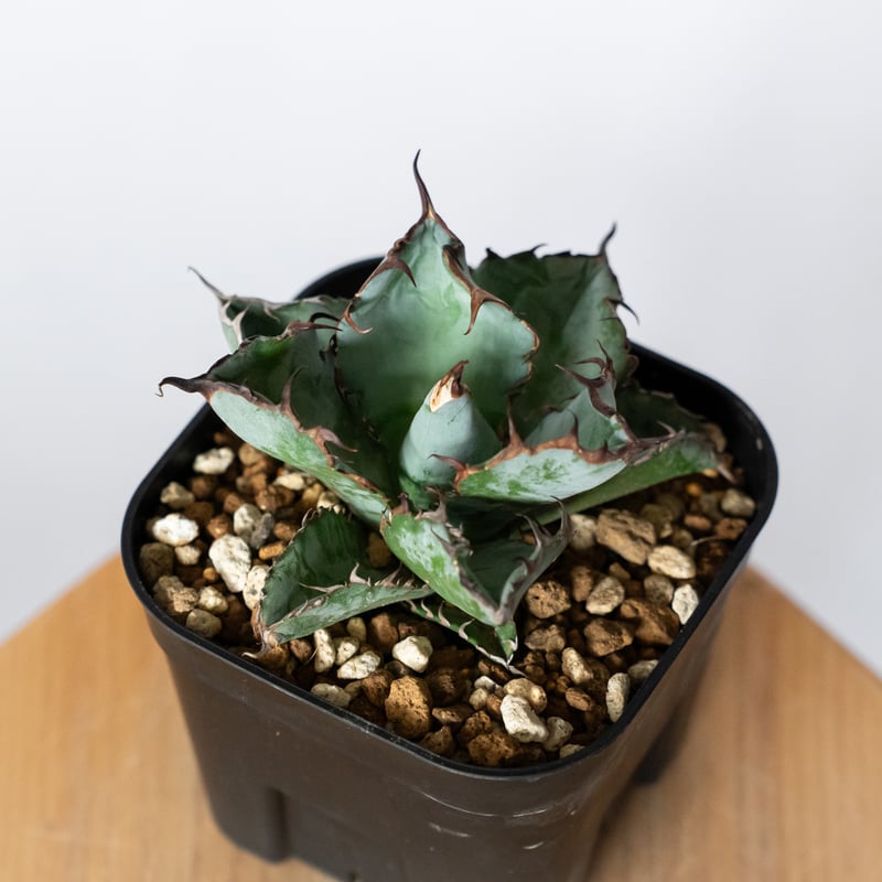 アガベ チタノタ ブラックアンドブルー BB OC株【発根管理中】Agave