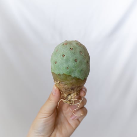 テフロカクタスゲオメトリクス | STORES