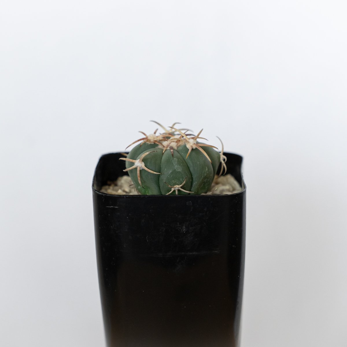 エキノカクタス 翠平丸 実生 美株 Echinocactus horizonthalonius