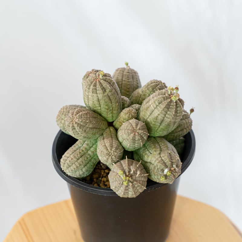 ユーフォルビア オベサ 群生株 実生 Euphorbia obesa 多肉植物 珍奇