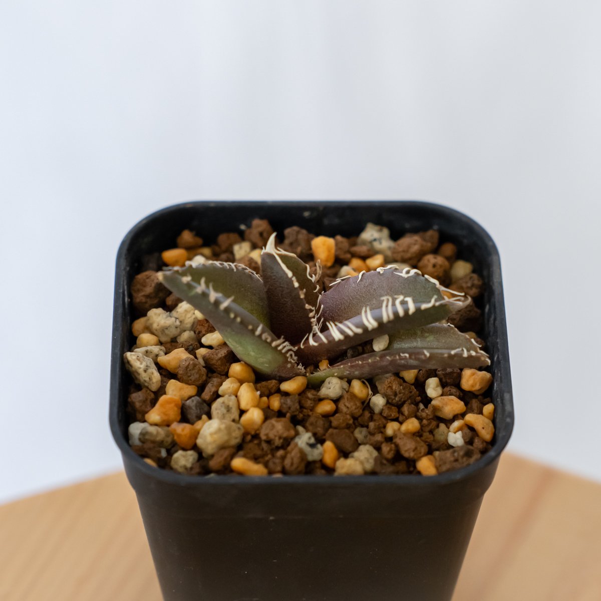 アガベ　チタノタ　金蟾王 Agave Titanota 