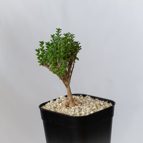 トリコディアデマ ブルボスム 姫紅子松 実生 Trichodiadema bulbosum 盆栽 塊根植物 コーデックス 多肉植物 珍奇植物 静岡 ANTIDOTE 通販 S790