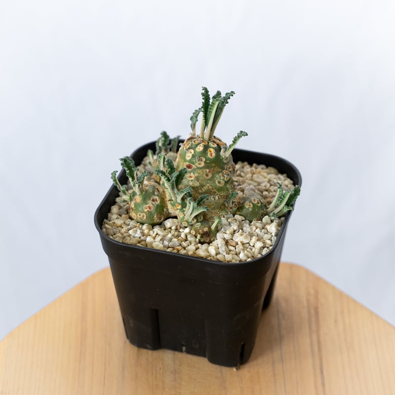 ドルステニア ラブラニー 美株 実生(輸入) Dorstenia Dorstenia lavr