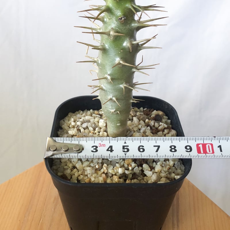 パキポディウム アンボンゲンセ 実生 Pachypodium ambongense 塊根植物