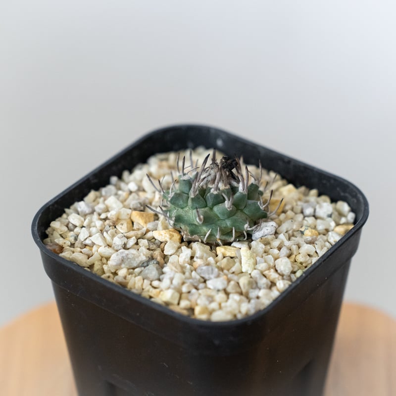 ツルビニカルプス 昇竜丸 実生 Turbinicarpus Schmiedickeanus サ