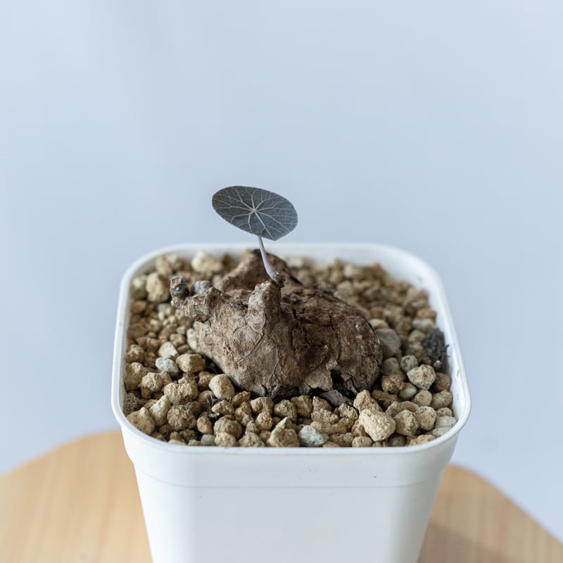 ステファニアカーウィーサキー Stephania Kaweesakii .sp Nova 塊