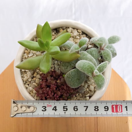 多肉植物 寄せ植え 鉢セット インテリア 多肉植物 観葉植物 珍奇植物 静岡 ANTIDOTE 通販 S1280