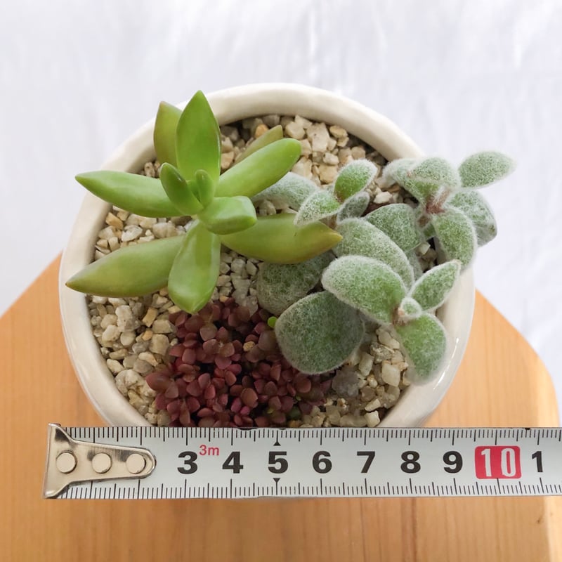 多肉植物 寄せ植え 鉢セット インテリア 多肉植物 観葉植物 珍奇植物