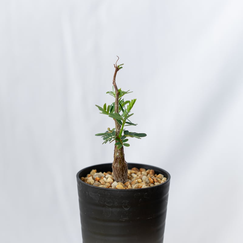 センナ メリディオナリス Senna Meridionalis 灌木コーデックス