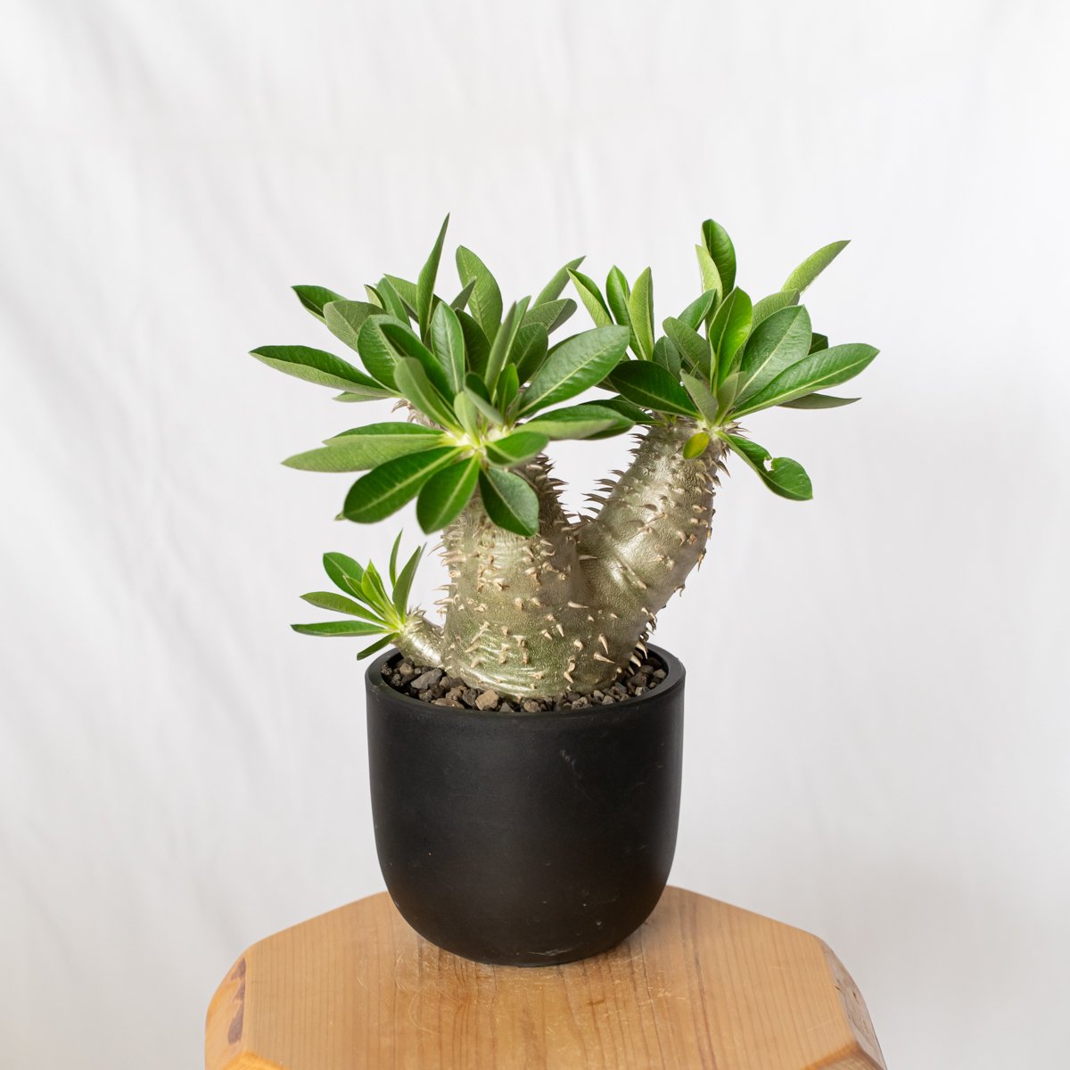 パキポディウム 恵比寿大黒 実生 美株 Pachypodium Densicaule 塊根植物