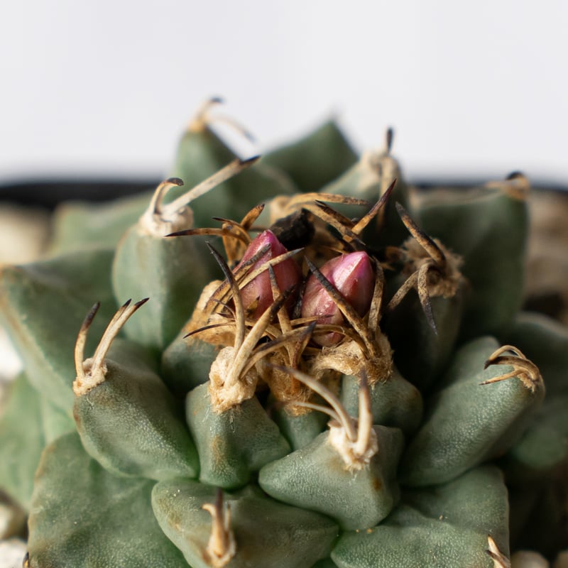 ツルビニカルプス アロンソイ 実生 Turbinicarpus alonsoi サボテン