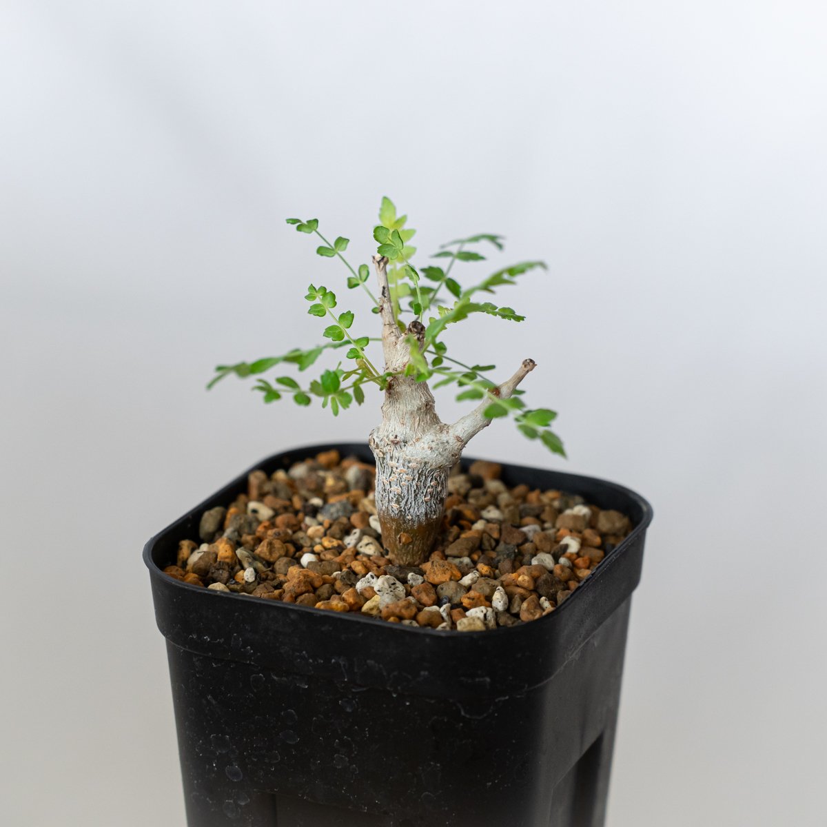 ボスウェリア ネグレクタ 実生 Boswellia neglecta 多肉植物 珍奇植物