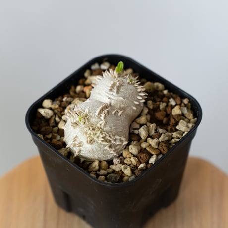 パキポディウム ブレビカウレ 恵比寿笑い 実生 Pachypodium brevicaule 塊根植物 コーデックス 多肉植物 珍奇植物 静岡 ANTIDOTE 通販 S1435