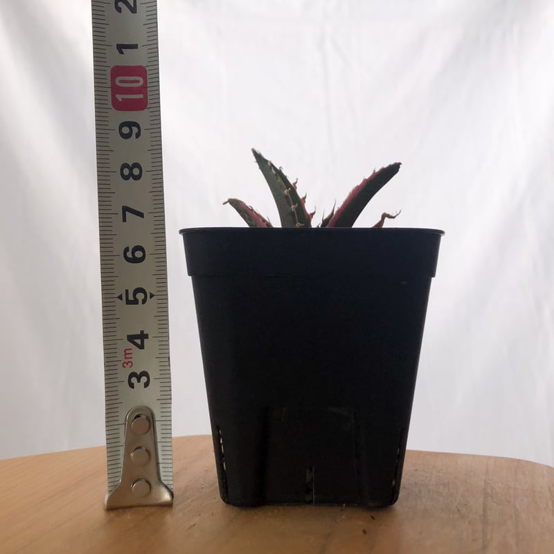 アガベ チタノタ 白鯨 白鯨錦 白覆輪【発根管理中】Agave