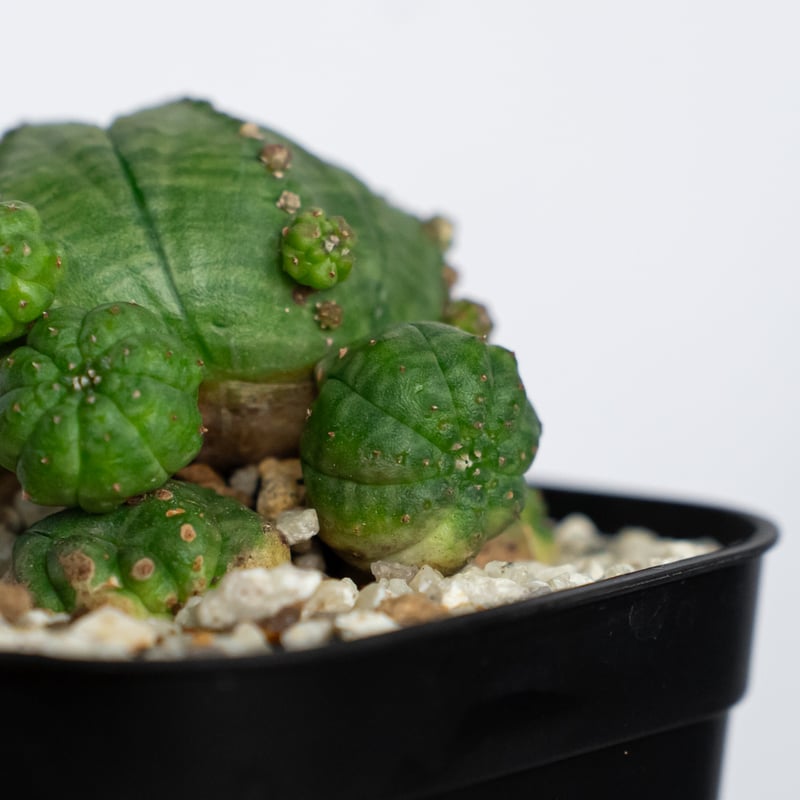 ユーフォルビア 仔吹きシンメトリカ Euphorbia symmetrica オベサ 多肉