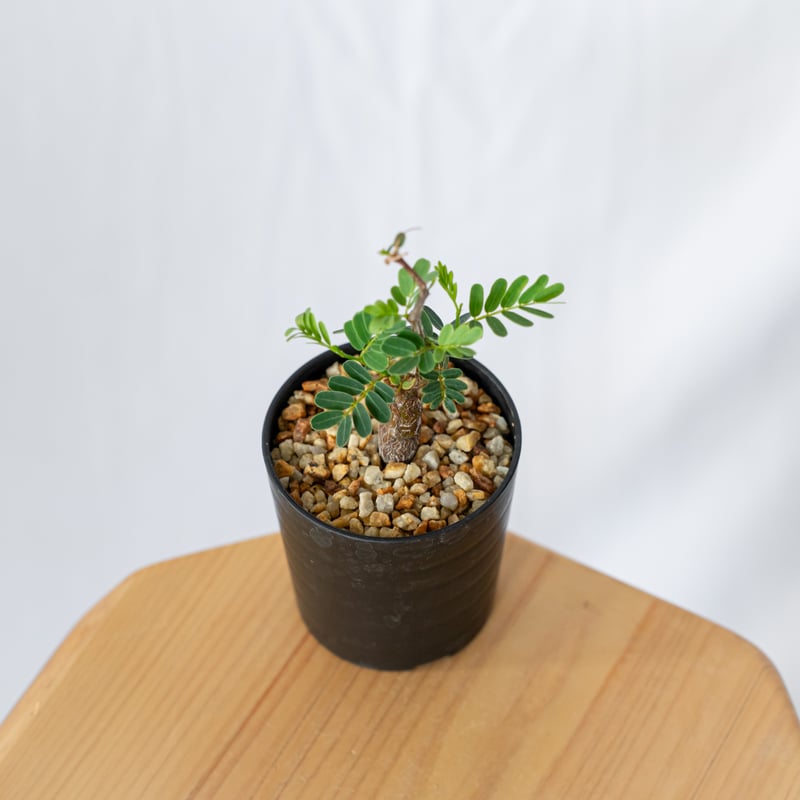 センナ メリディオナリス Senna Meridionalis 灌木コーデックス 塊根