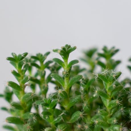 トリコディアデマ ブルボスム 姫紅子松 実生 Trichodiadema bulbosum 盆栽 塊根植物 コーデックス 多肉植物 珍奇植物 静岡 ANTIDOTE 通販 S790