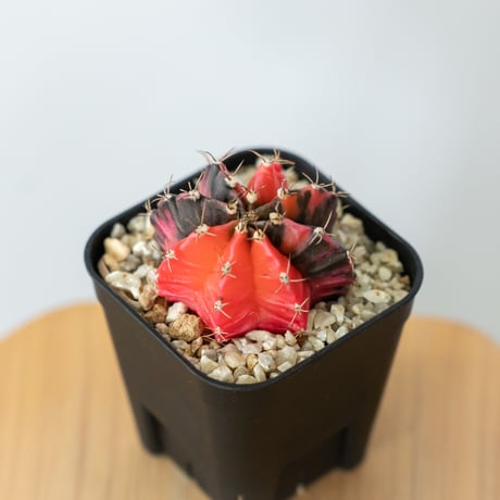 多肉植物　ギムノカリキウム　ミハノビッチ錦　発根済み ギムノカリキウム ミハノビッチ 