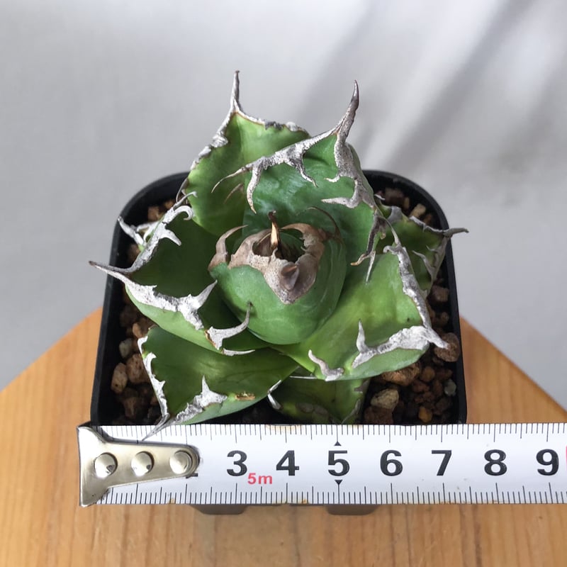 アガベ チタノタ 魔丸 美株 OC株 agave titanota imps 多肉植物 珍奇植