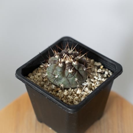 コピアポア 黒王丸 Copiapoa cinerea サボテン 多肉植物 珍奇植物 静岡 ANTIDOTE 通販 S1471