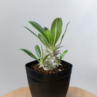 パキポディウム ホロンベンセ Pachypodium horombense 塊根植物 コーデックス 多肉植物 珍奇植物 静岡 ANTIDOTE 通販 S1438