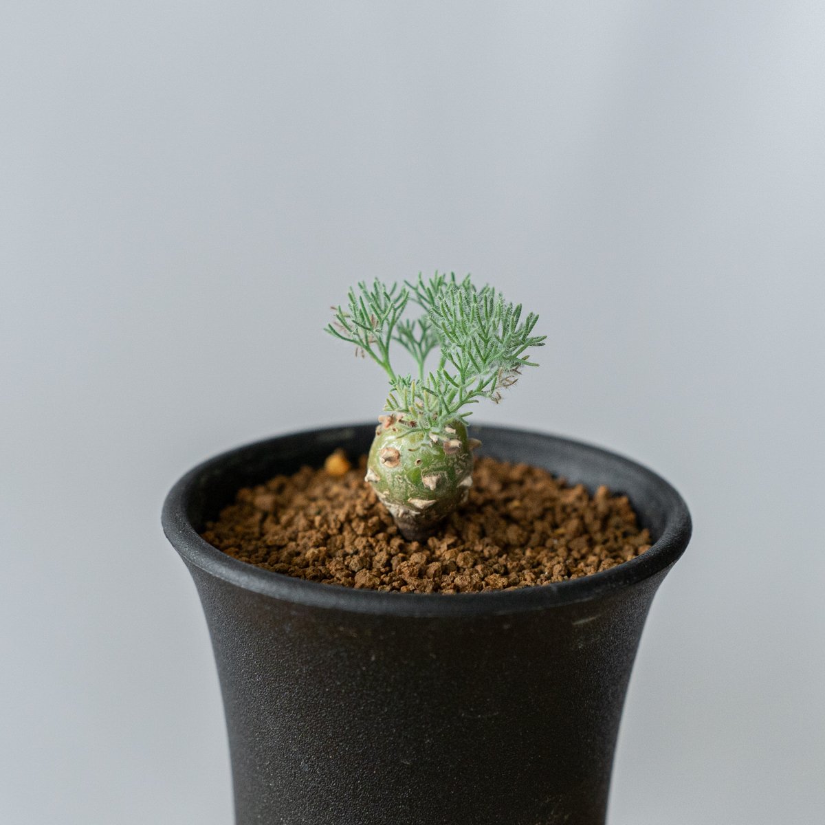 モンソニア ペニクリナム Monsonia peniculinum サルコカウロン