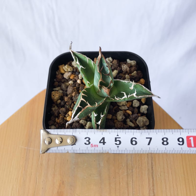 アガベ チタノタ ブツブツノーネーム TC株【発根管理中】Agave