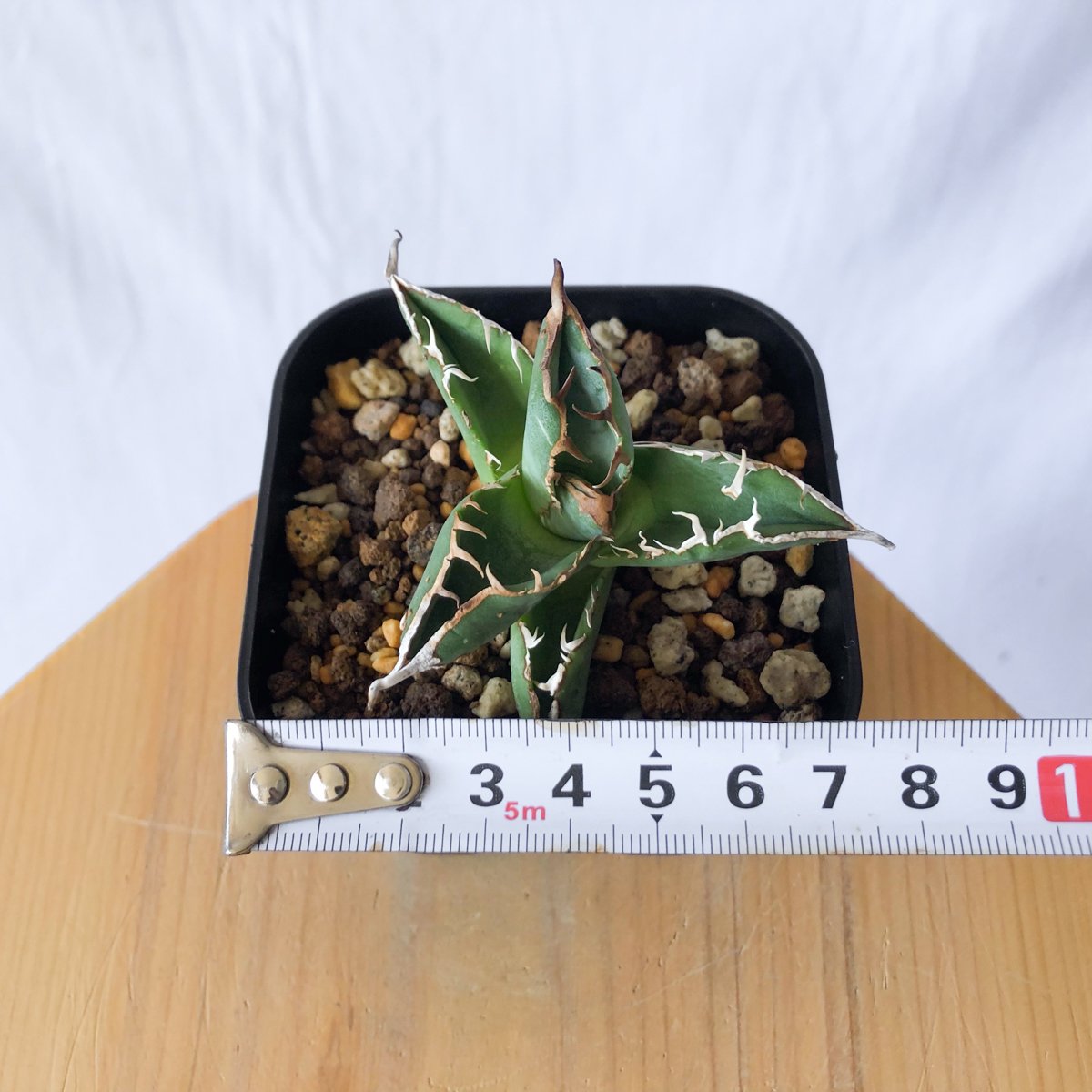 アガベ チタノタ ブツブツノーネーム TC株【発根管理中】Agave