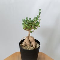 トリコディアデマ ブルボスム 姫紅小松 実生 Trichodiadema bulbosum 盆栽 塊根植物 コーデックス 多肉植物 珍奇植物 静岡 ANTIDOTE 通販 S1467